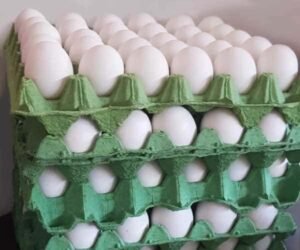 Huevos