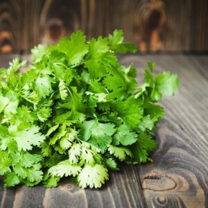Cilantro