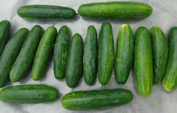 Pepino verde